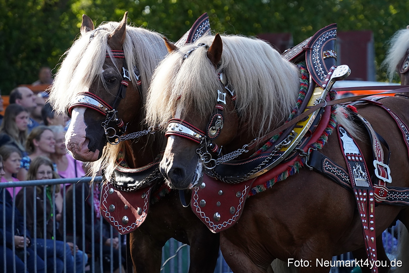 Pferde und Fohlenschau 2022 0062 
